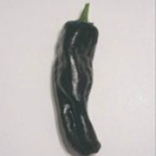 Negro Peppers HP1086-20