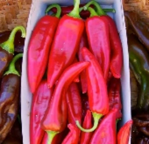 Tarahumara Chile Colorado Hot Peppers HP458-10