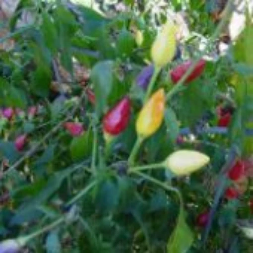 Ordono Hot Peppers HP377-10