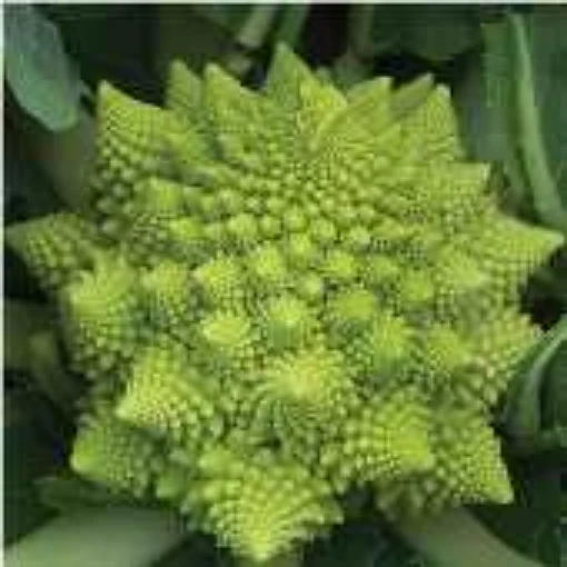 Veronica Cauliflower CF17-50