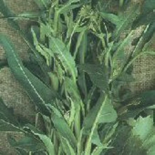 A Foglia d'Ulivo Broccoli Raab BR26-50