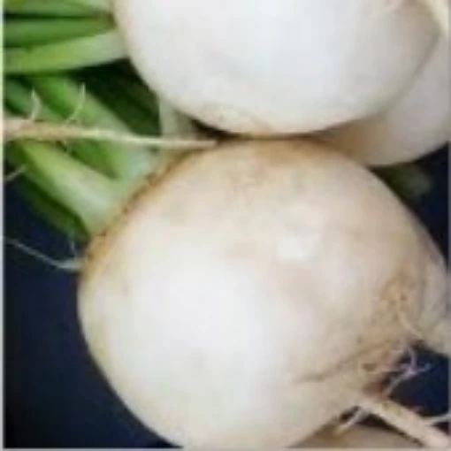 Shogoin Turnips TP9-100