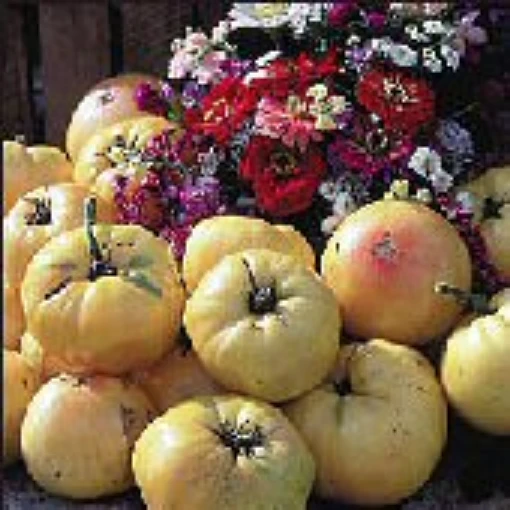 Basinga Tomato TM515-20