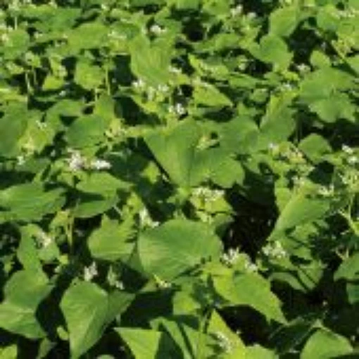 Buckwheat HB88-100