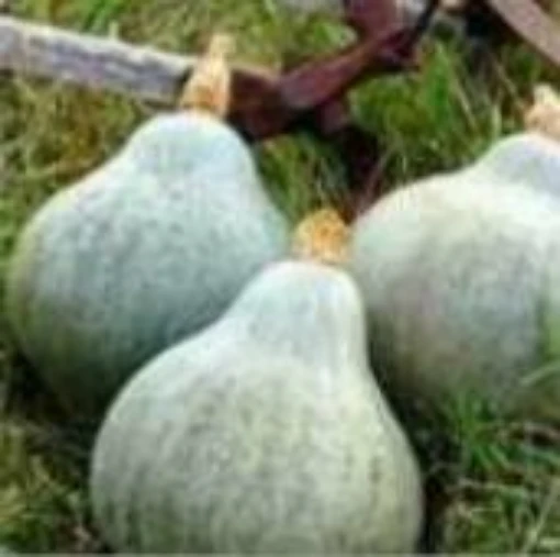 Baby Blue Hubbard Squash SQ107-20