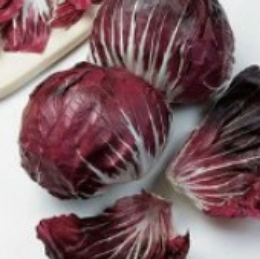 Verona Red Chicory CE7-100