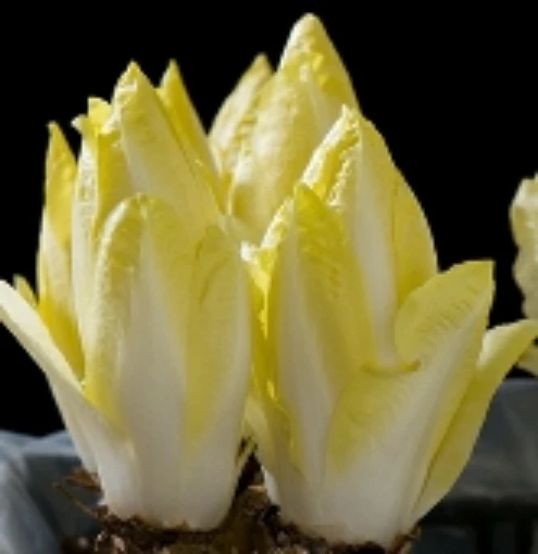 Witloof Chicory CE9-100