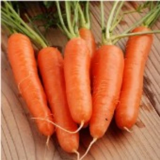 Nantes Fancy Carrots CT41-100