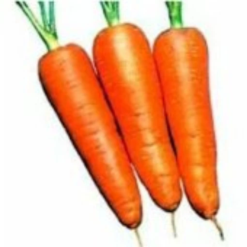 Shin Kuroda Carrots CT42-100