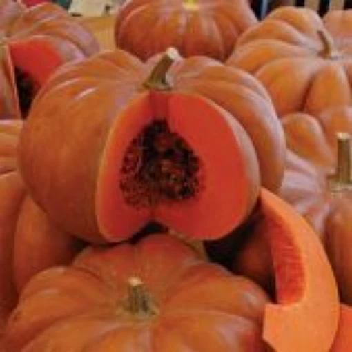 Fairytale Pumpkins PM57-10