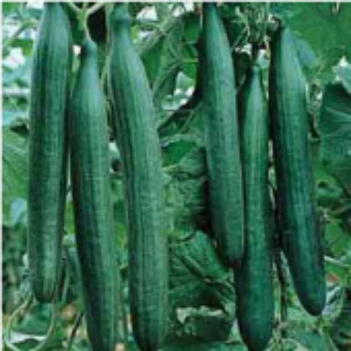 Telegraph Improved Cucumbers CU115-20