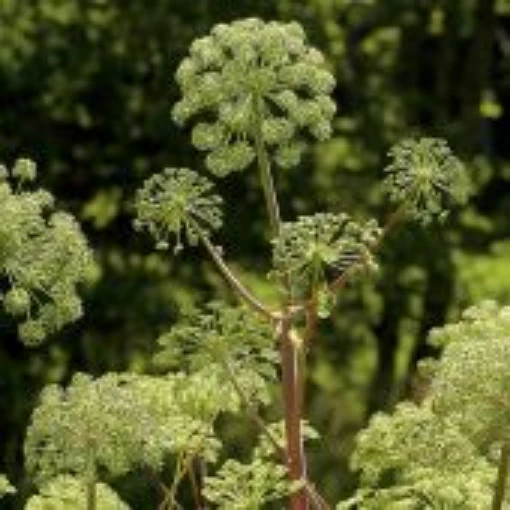 Angelica HB180-100