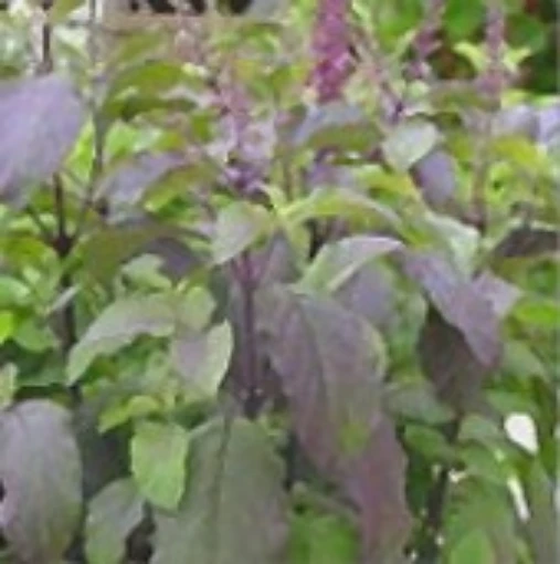 Red Leaf Basil HB183-100