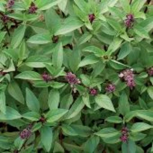 Thai Basil HB184-100