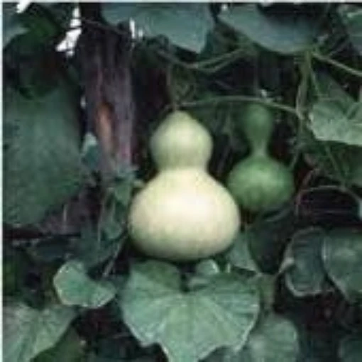 Large Bottle Gourds GD54-10
