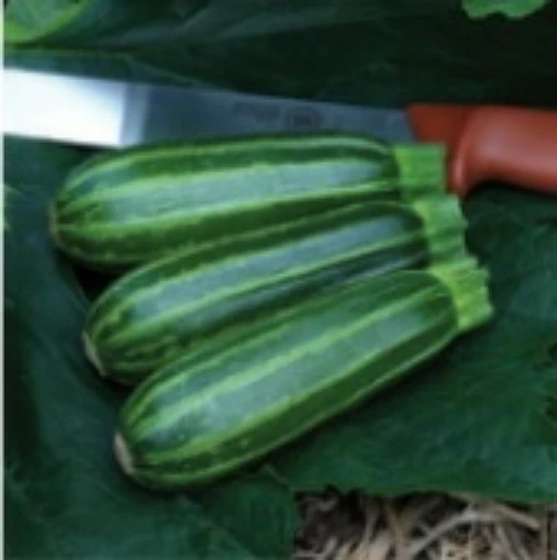 Bush Baby Squash SQ110-10