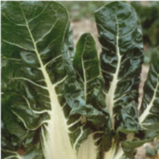 Virgo Swiss Chard SW17-50