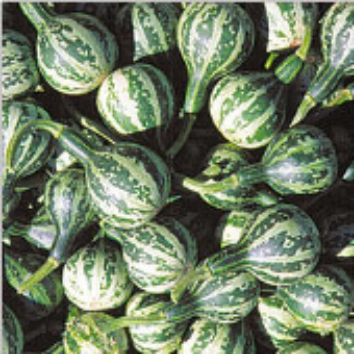 Dancing Gourds GD55-10
