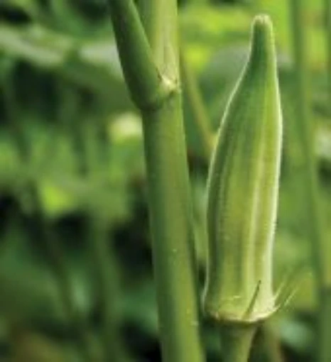Choppee Okra OK33-20