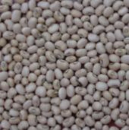 White Acre Cowpeas BN141-50