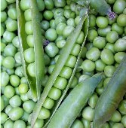 Willet Wonder Sweet Peas PE34-50