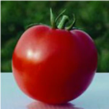 Shady Lady Tomato Seeds