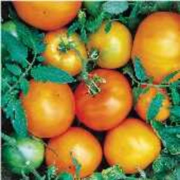 Caro Rich Tomato Seeds