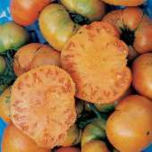 Golden Ponderosa Tomato TM533-20
