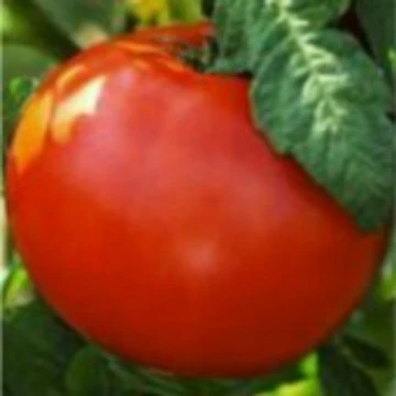 Old Brooks Tomato Seeds