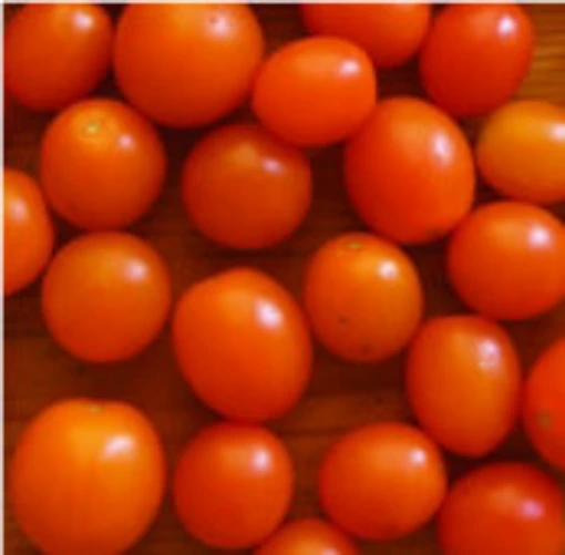 Orange Sunshine Tomato TM552-5