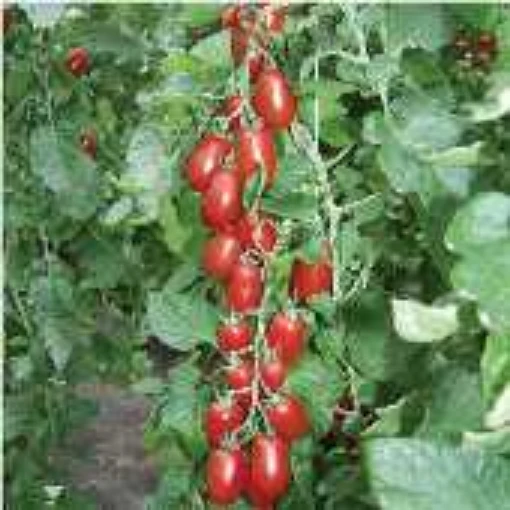 Ravello Tomato TM554-10