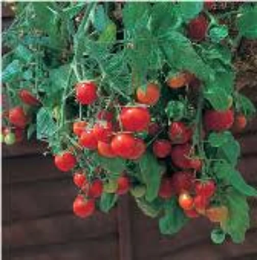 Tumbling Tom Tomato (Red) TM564-10