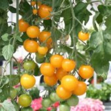 Tumbling Tom Yellow Tomato Seeds