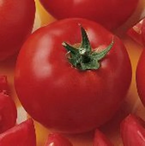 Bush Early Girl Tomato TM582-10