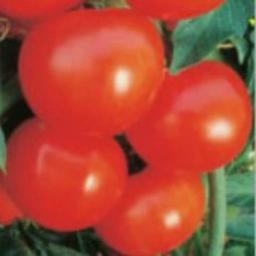 Sanibel Tomato TM587-20
