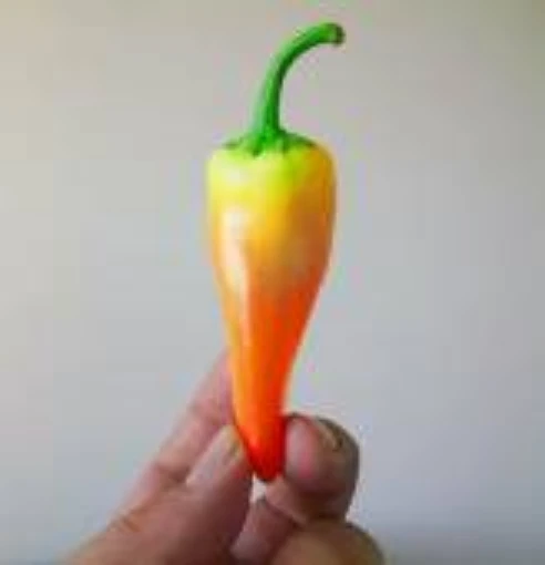 Lava Hot Peppers HP2042-10