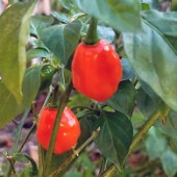 Quintisho Pepper Seeds