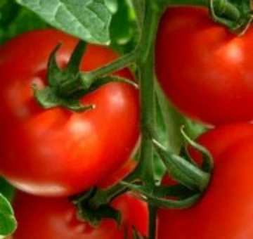 Early Wonder Tomato Seeds
