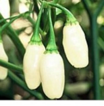 Yucatan White Habanero Pepper Seeds