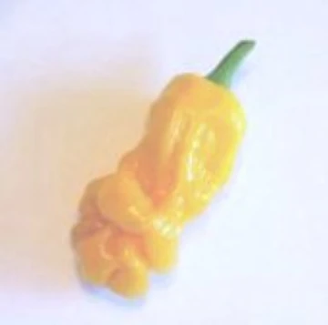 Peter Yellow Pepper Seeds