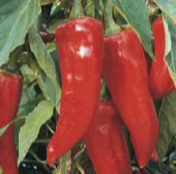 Boldog Hungarian Spice Pepper Seeds