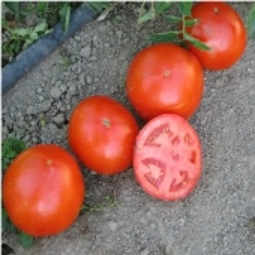 Mountain Crest Tomato TM593-20