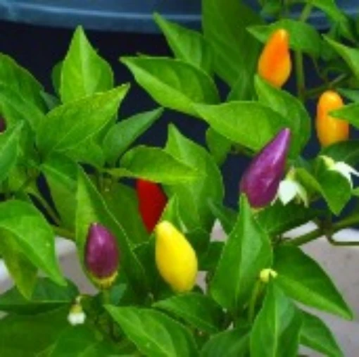 NuMex Mix Hot Peppers HP2060-20