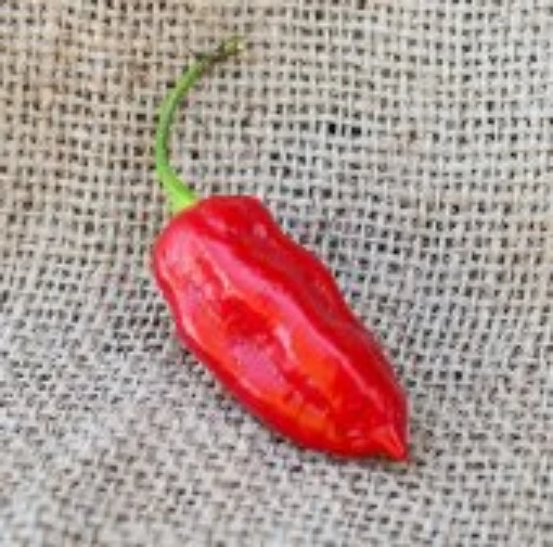 Tiger Teeth Hot Peppers HP2061-10