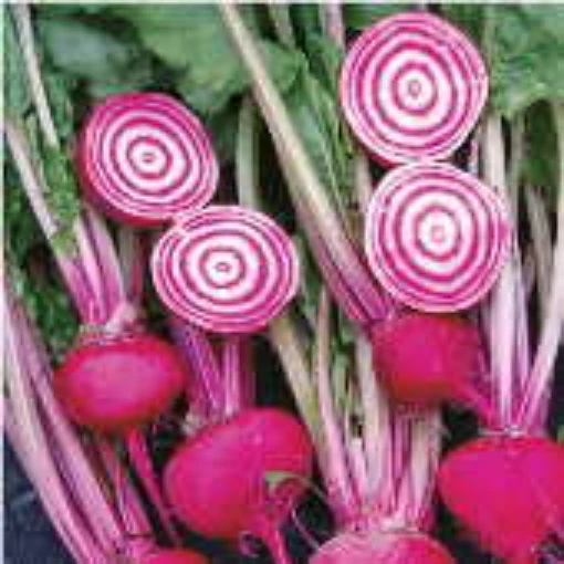 Chioggia Guardsmark Beets  BT31-50