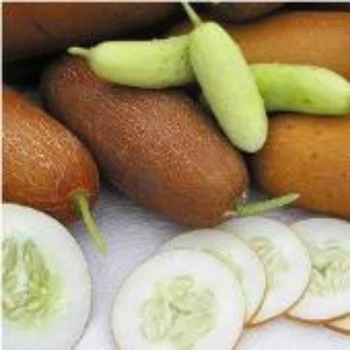 Poona Keera Cucumbers CU118-20