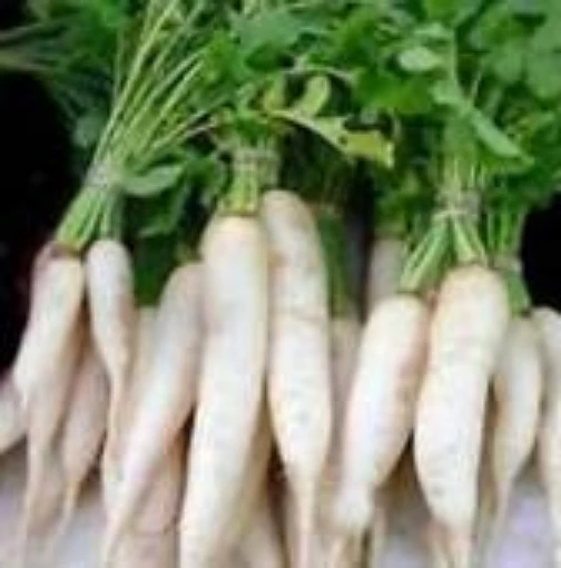 Groundhog Radishes RD49-50