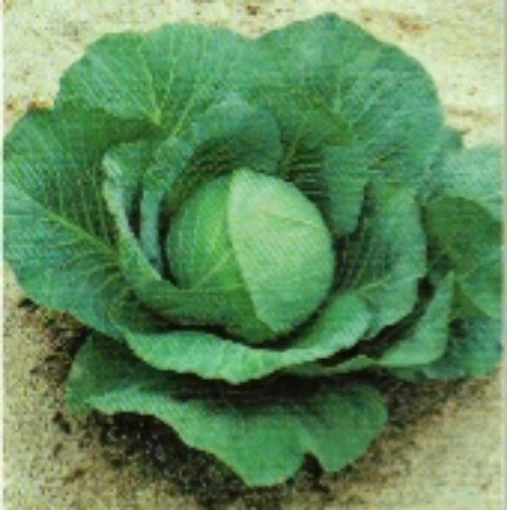 Greenboy Cabbage CB58-50