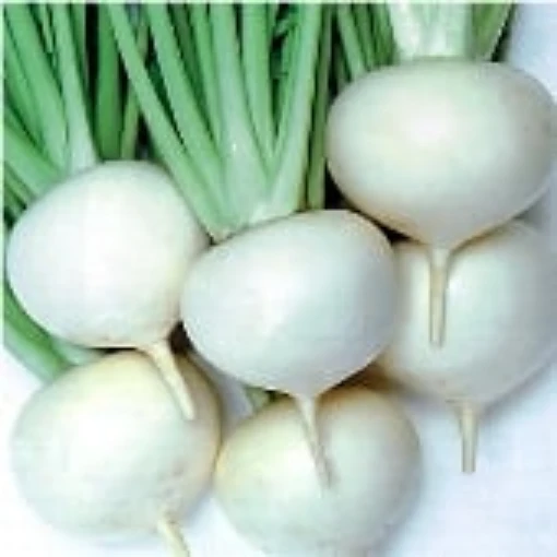 Tokyo Cross Turnips TP3-100