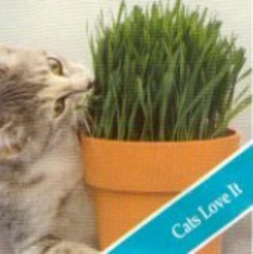 Catgrass HB121-100